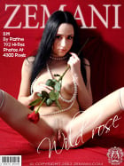 Wild Rose : Biti from Zemani, 28 May 2012